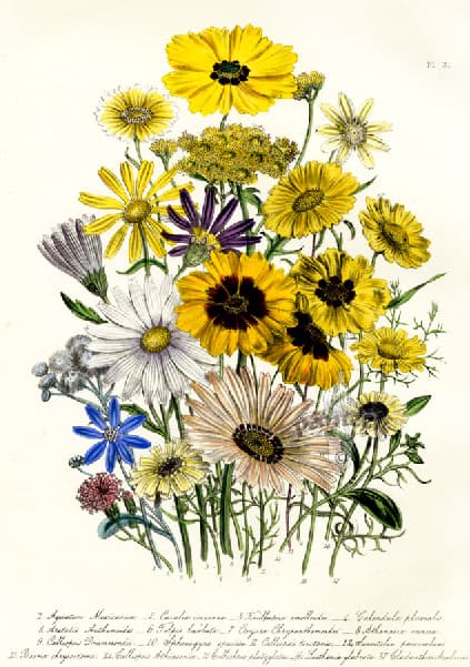 Emilia coccinea, Cacalia coccinea, Sarlakpunane emiilia